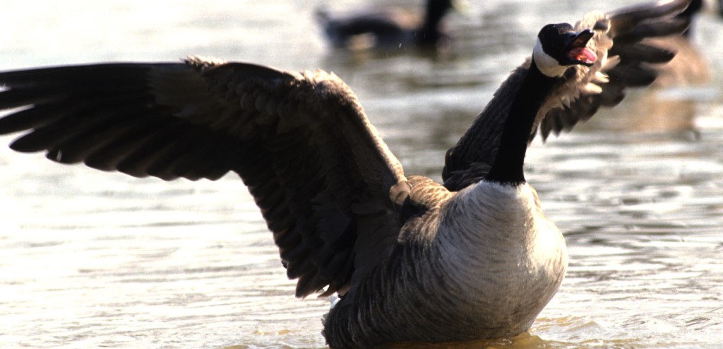 Spring is Here -- Do Not Feed Geese